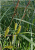 Lake sedge <i>Carex lacustris</i>